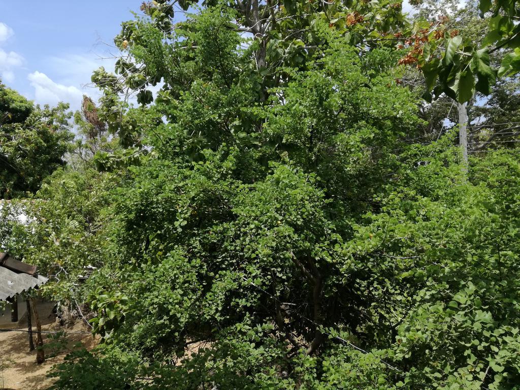 Sigiri Forest View Sigiriya Eksteriør billede