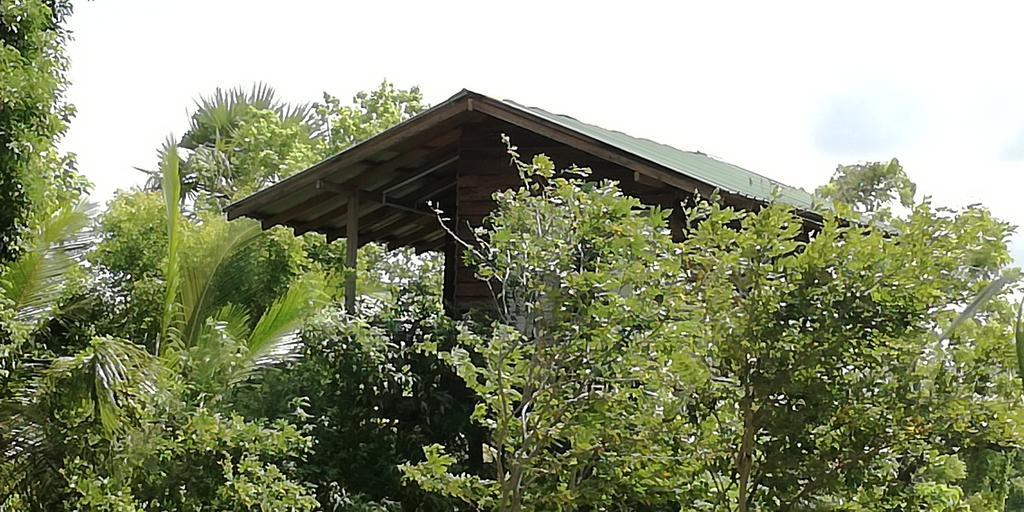 Sigiri Forest View Hotel Sigiriya Eksteriør billede