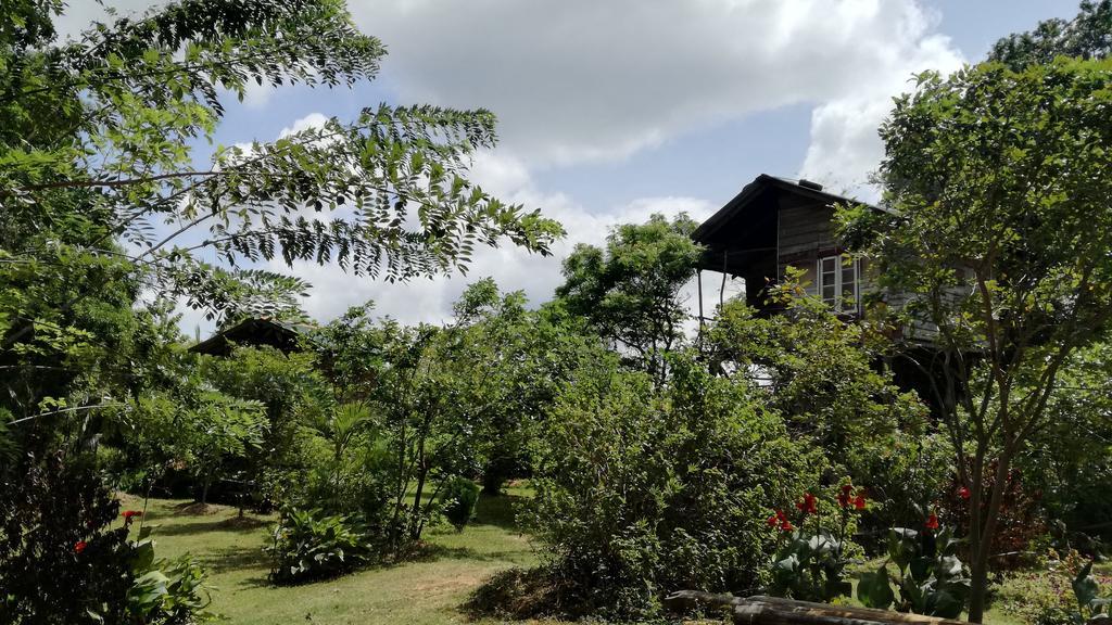 Sigiri Forest View Hotel Sigiriya Eksteriør billede